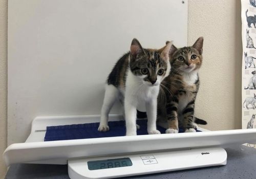 cat friendly clinic