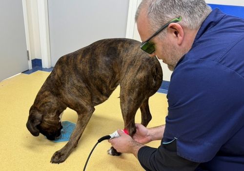 laser therapy