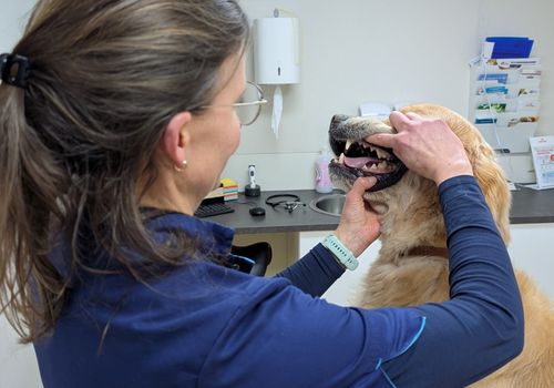 dental treatment